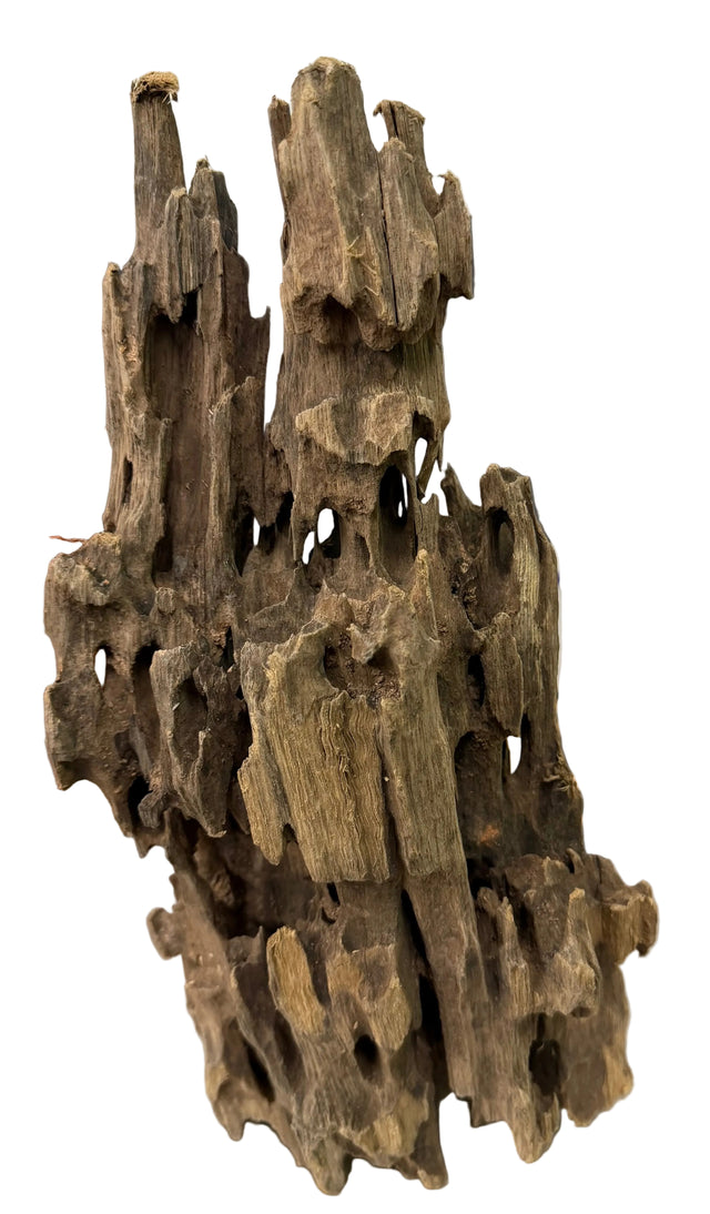 Texture / Shrimp Driftwood