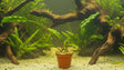 Cryptocoryne lutea 