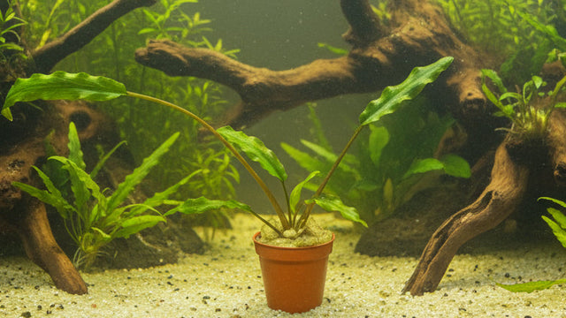 Cryptocoryne lutea 