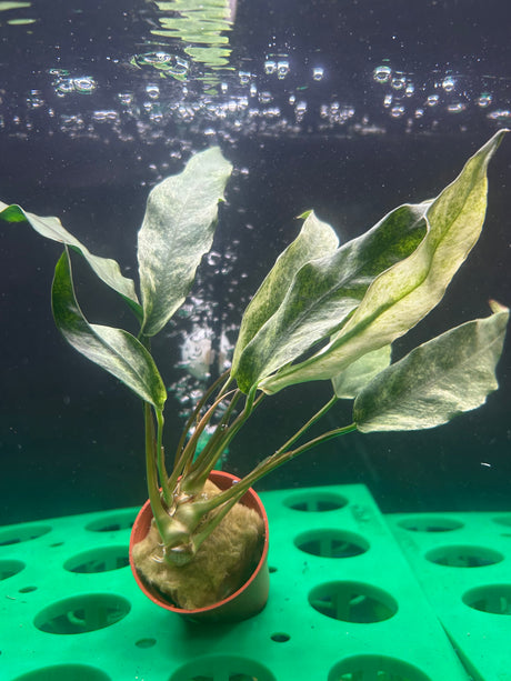Anubias lanceolata variegated  Potted - WP020 | Potted Plants | Largest Tropical Fish Selection at Your Local Fish Store