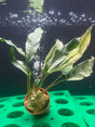 Anubias lanceolata variegated  Potted - WP020 | Potted Plants | Largest Tropical Fish Selection at Your Local Fish Store