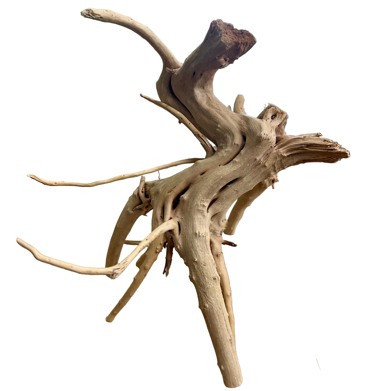 Piece of Spiderwood