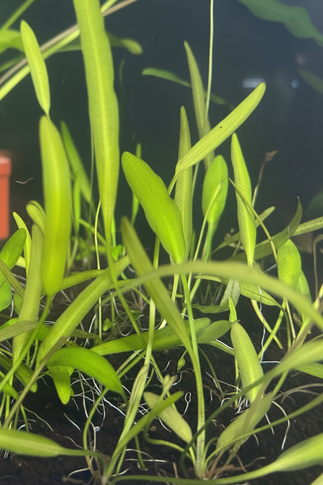 Aponogeton natans-bulb 