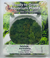 Salvinia auriculata Tissue Culture 