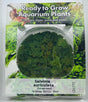 Salvinia auriculata Tissue Culture 