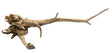  Malaysian Mangrove Sinking Driftwood