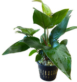 Anubias hastifolia	Large Mother Plant - Potted - WP1135 | Potted Plants | Largest Tropical Fish Selection at Your Local Fish Store