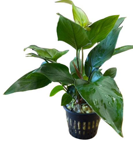 Anubias hastifolia	Large Mother Plant - Potted - WP1135 | Potted Plants | Largest Tropical Fish Selection at Your Local Fish Store