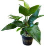 Anubias hastifolia	Large Mother Plant - Potted - WP1135 | Potted Plants | Largest Tropical Fish Selection at Your Local Fish Store