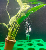 Anubias afzeli Potted - WP523