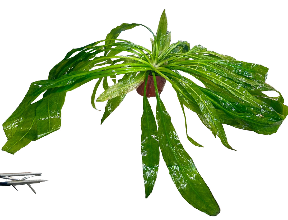 W.Y.S.I.W.Y.G. 4007 - Echinodorus sp. Large – (Amazon Sword)