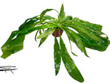 W.Y.S.I.W.Y.G. 4007 - Echinodorus sp. Large – (Amazon Sword)