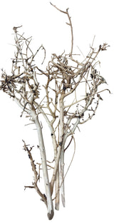 Thailand Branch Wood 
