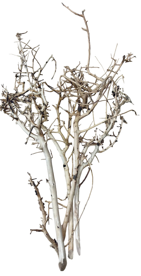 Thailand Branch Wood 