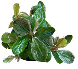 Bucephalandra Pink Malawi - Potted - WP1829 | Potted Plants | Largest Tropical Fish Selection at Your Local Fish Store
