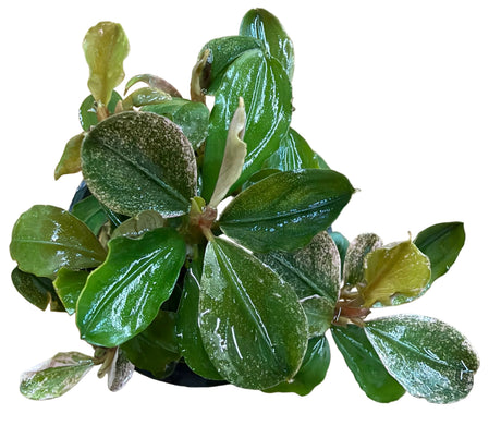 Bucephalandra Pink Malawi - Potted - WP1829 | Potted Plants | Largest Tropical Fish Selection at Your Local Fish Store