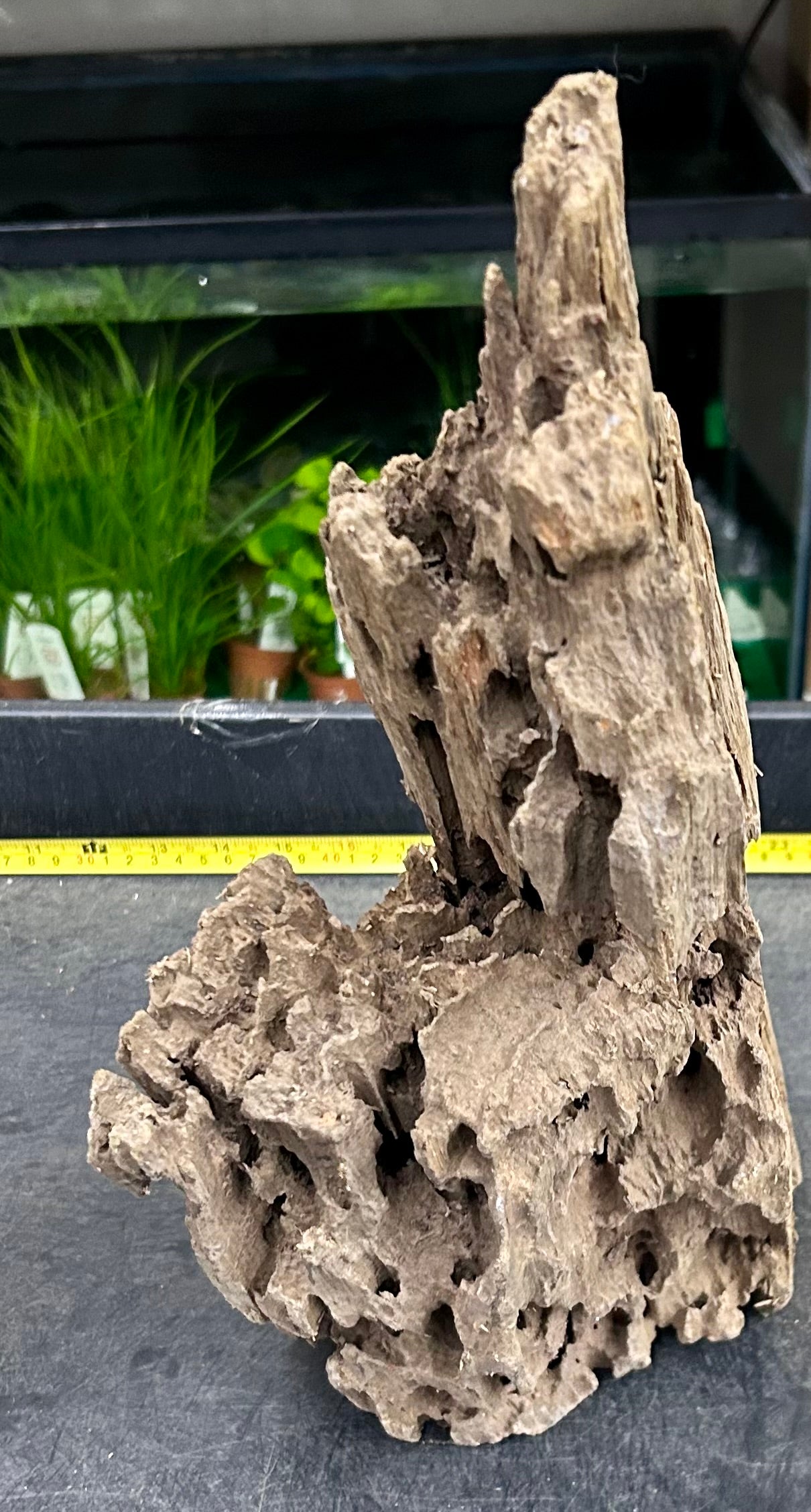 W.Y.S.I.W.Y.G.- 205 - Texture / Shrimp Driftwood