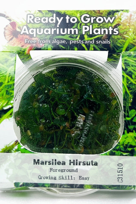 Marsilea hirsuta (dwarf clover) Tissue Culture - C31510 | Tissue Cultures | Largest Tropical Fish Selection at Your Local Fish Store