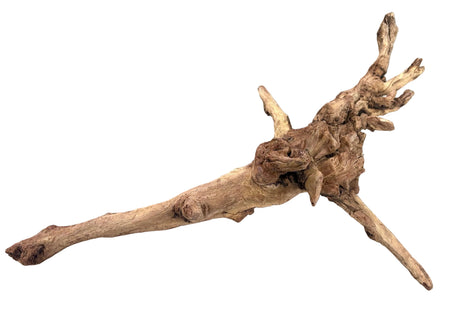 Malaysian Mangrove Sinking Driftwood