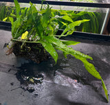 Java Fern - Microsorum pteropus on driftwood | Potted Plants | Largest Tropical Fish Selection at Your Local Fish Store
