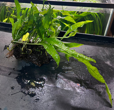 Java Fern - Microsorum pteropus on driftwood | Potted Plants | Largest Tropical Fish Selection at Your Local Fish Store