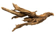 Malaysian Mangrove Sinking Driftwood