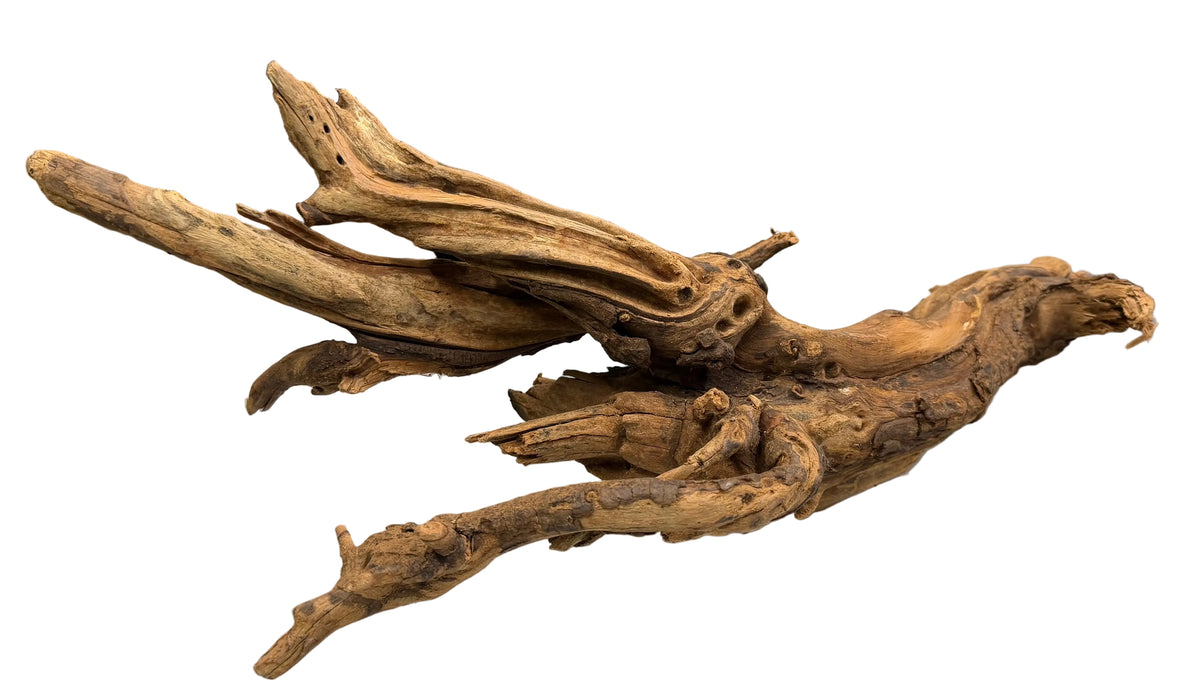 Malaysian Mangrove Sinking Driftwood