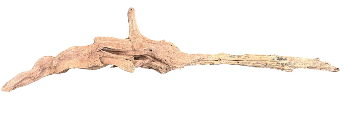 Malaysian Mangrove Sinking Driftwood