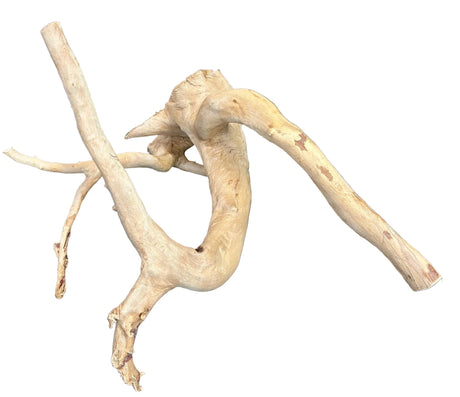  Large Spiderwood