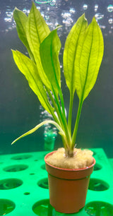 Echinodorus amazonicus Potted - WP107 | Potted Plants | Largest Tropical Fish Selection at Your Local Fish Store