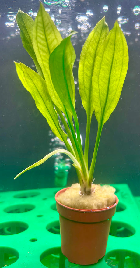 Echinodorus amazonicus Potted - WP107 | Potted Plants | Largest Tropical Fish Selection at Your Local Fish Store