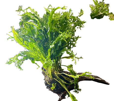 Java Fern - Microsorum pteropus on Medium Driftwood