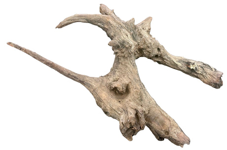 Malaysian Mangrove Sinking Driftwood