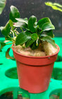 Anubias barteri var. nana 'Petite'