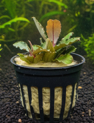 Bucephalandra brownie blue 