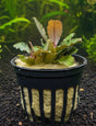 Bucephalandra brownie blue 