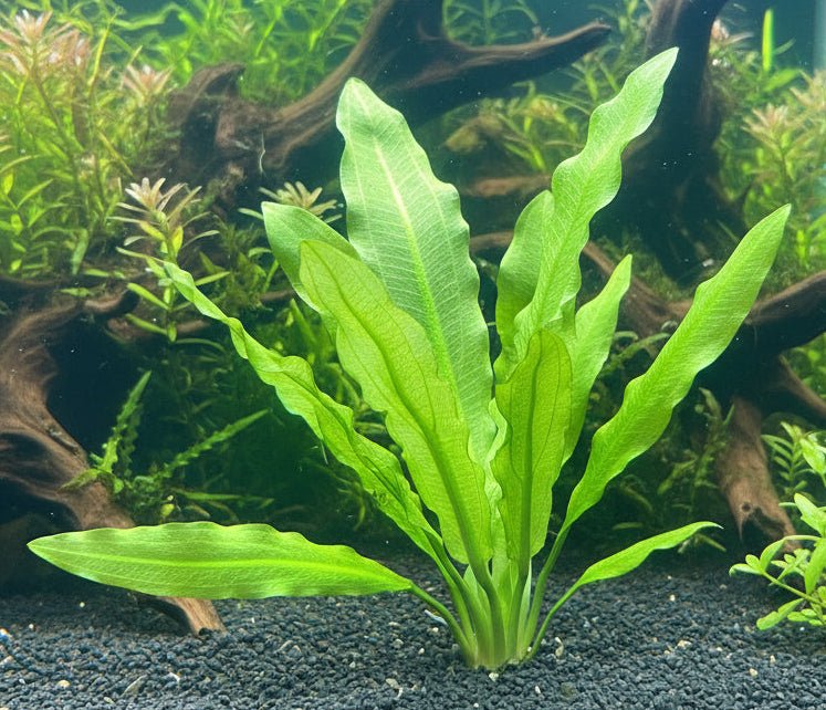 Echinodorus Major 