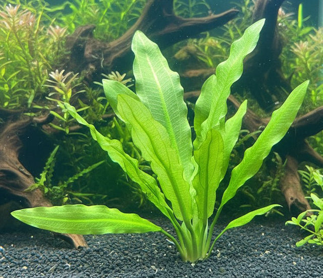 Echinodorus Major 
