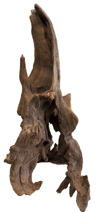 Malaysian Mangrove Sinking Driftwood