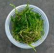 Taxiphyllum sp.'Flame moss' portion 
