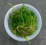 Taxiphyllum sp.'Flame moss' portion 