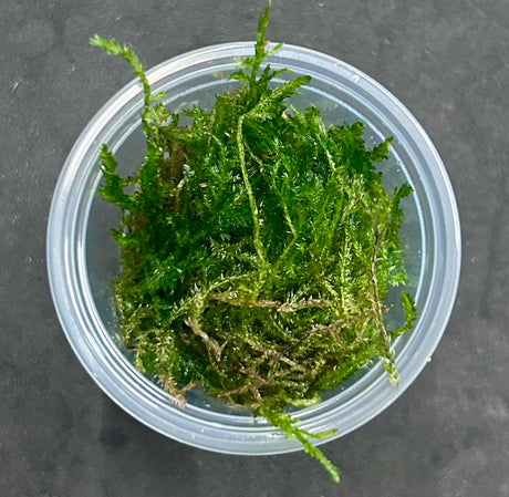Taxiphyllum sp.'Flame moss' portion 