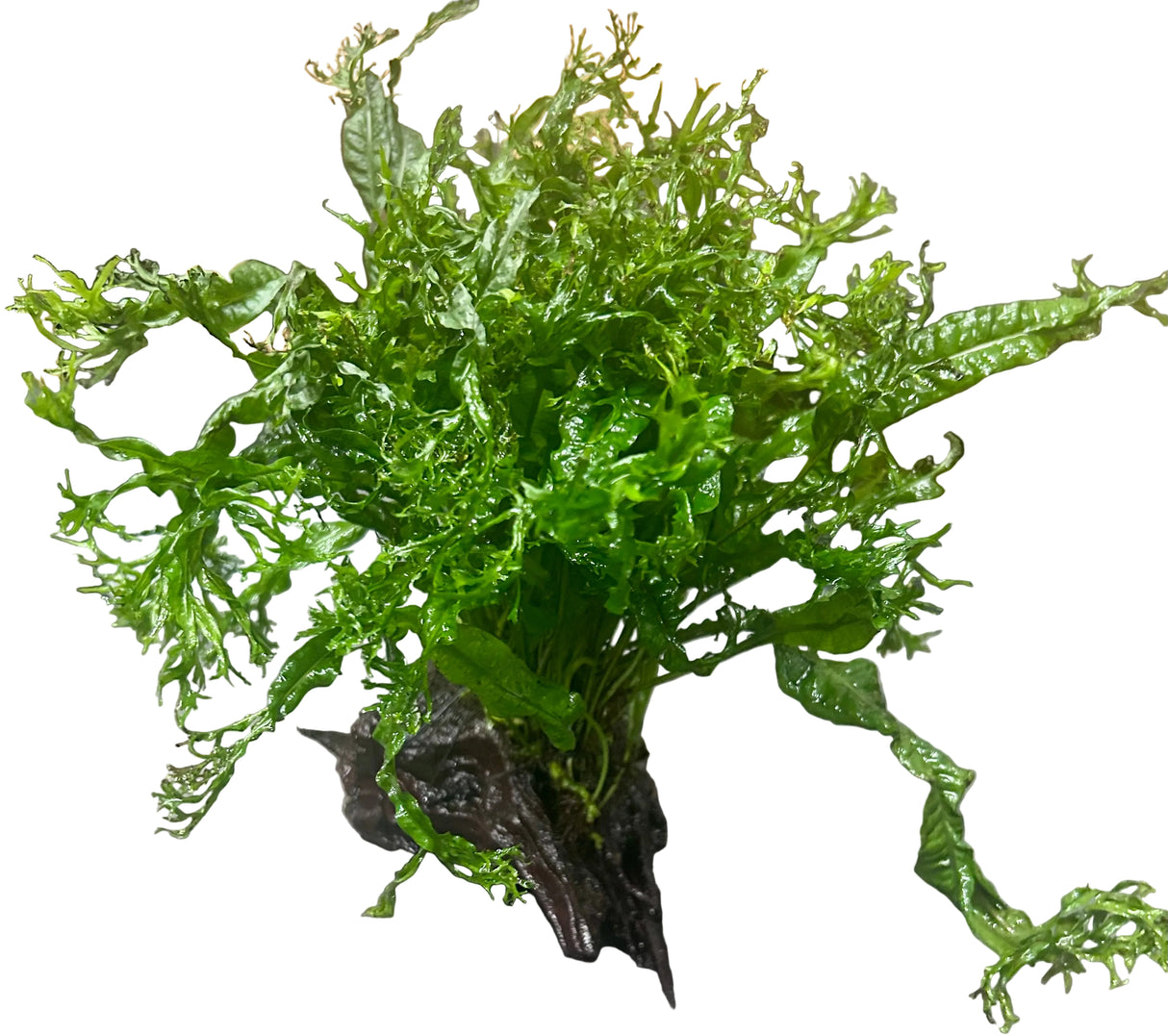 Microsorum pteropus'Windelov' on Driftwood