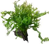 Microsorum pteropus'Windelov' on Driftwood
