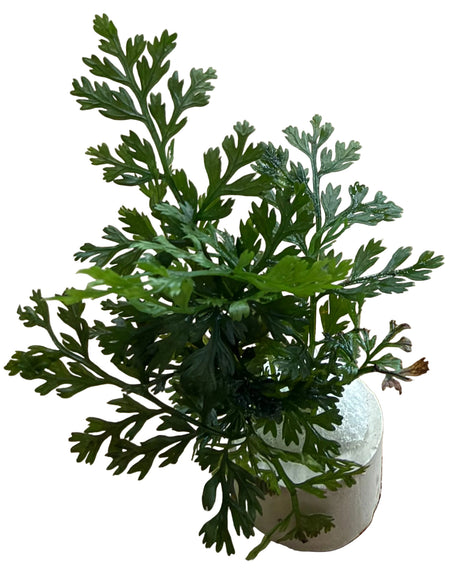 Bolbtis Difformis - Bare Root - WL1719 | Potted Plants | Largest Tropical Fish Selection at Your Local Fish Store