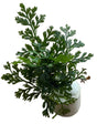 Bolbtis Difformis - Bare Root - WL1719 | Potted Plants | Largest Tropical Fish Selection at Your Local Fish Store