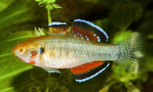 Dwarf Ocelot Goby (Brachygobius sp. Ocelot) Medium - Aquarium Glaser | Other Livestock | Largest Tropical Fish Selection at Your Local Fish Store