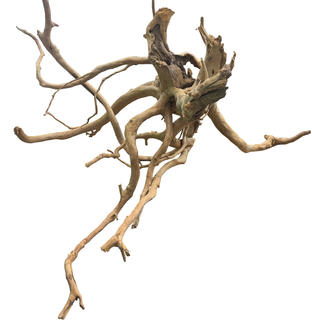 XX Large Piece of Spiderwood