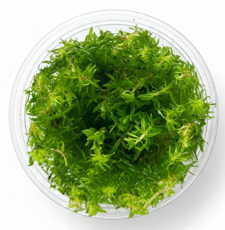 Rotala wallichii Tissue Culture - C3198 | Tissue Cultures | Largest Tropical Fish Selection at Your Local Fish Store