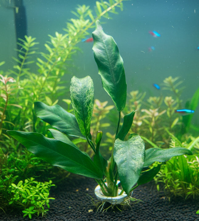 Anubias lanceolata Bare Root 